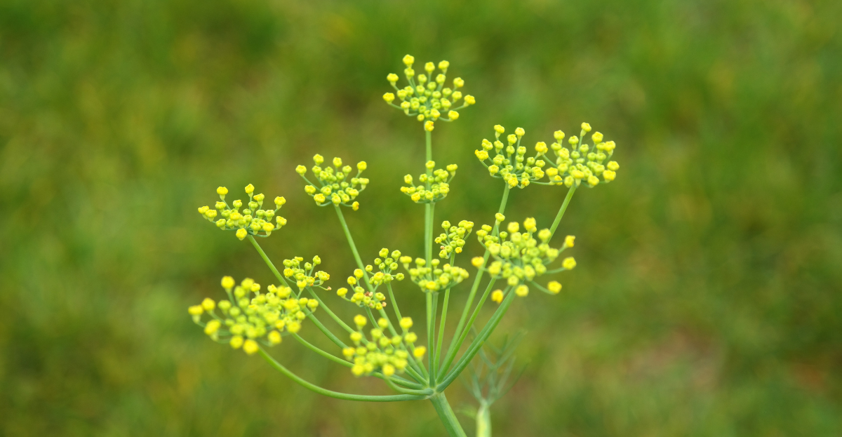 Wild Fennel
